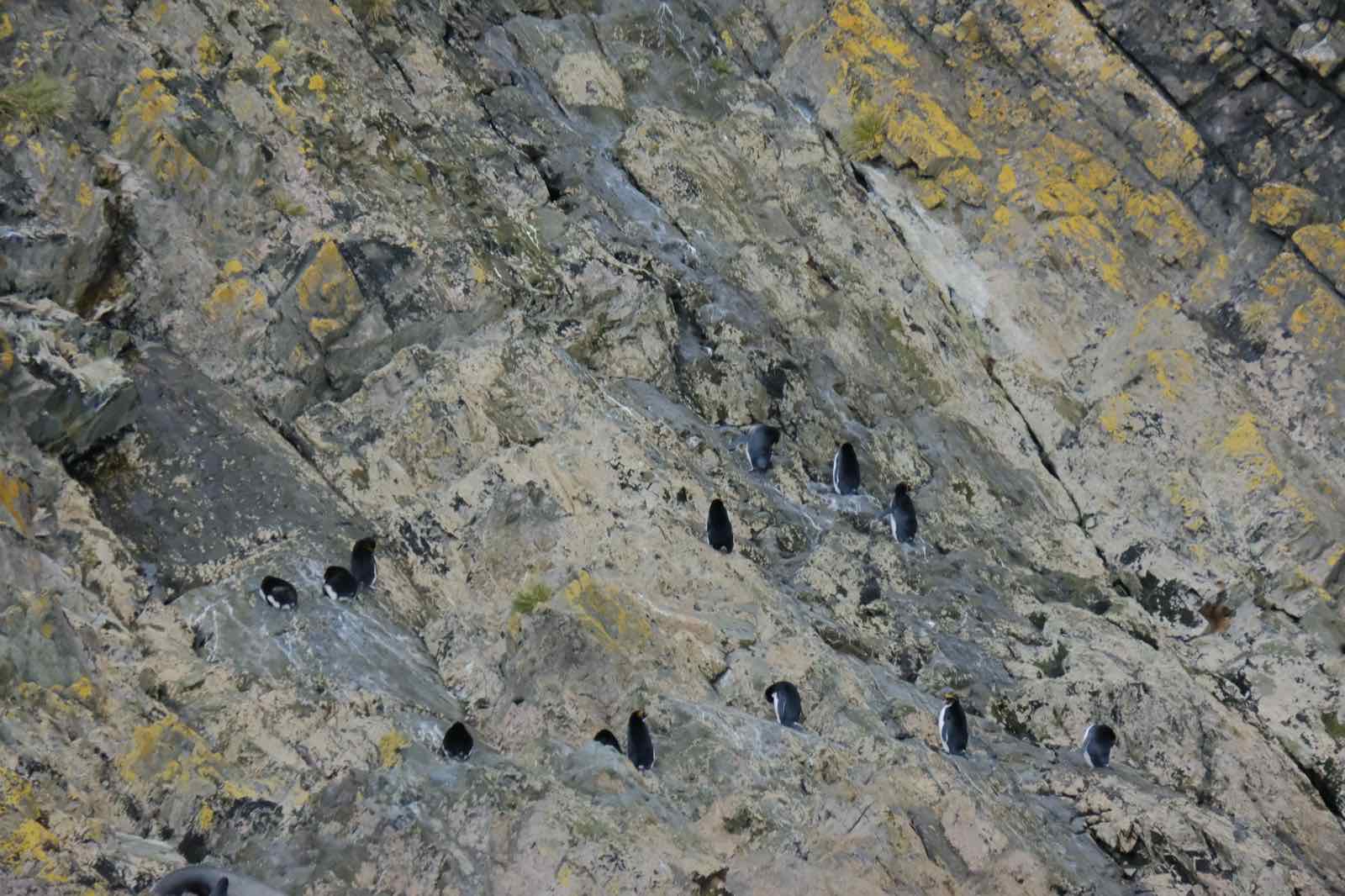 山上的Macaroni Penguin
